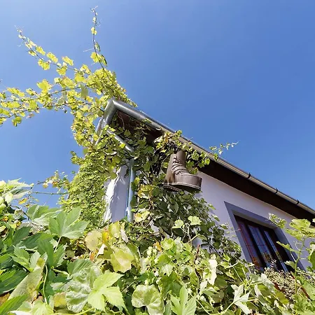 Pataky Borporta * Tarcal