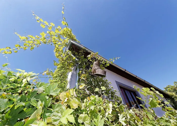 Pataky Borporta * טרקל